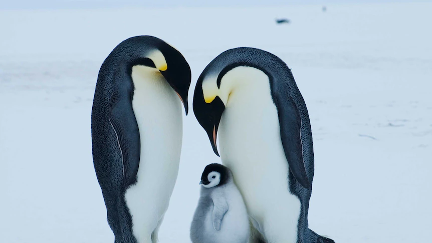 Emperor penguin at serious danger of extinction resulting from local weather change