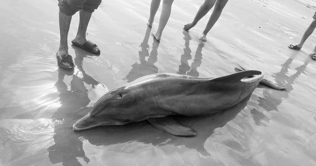 Rewards provided after dolphin ‘harassed to death’ on Texas seashore, another impaled in Florida