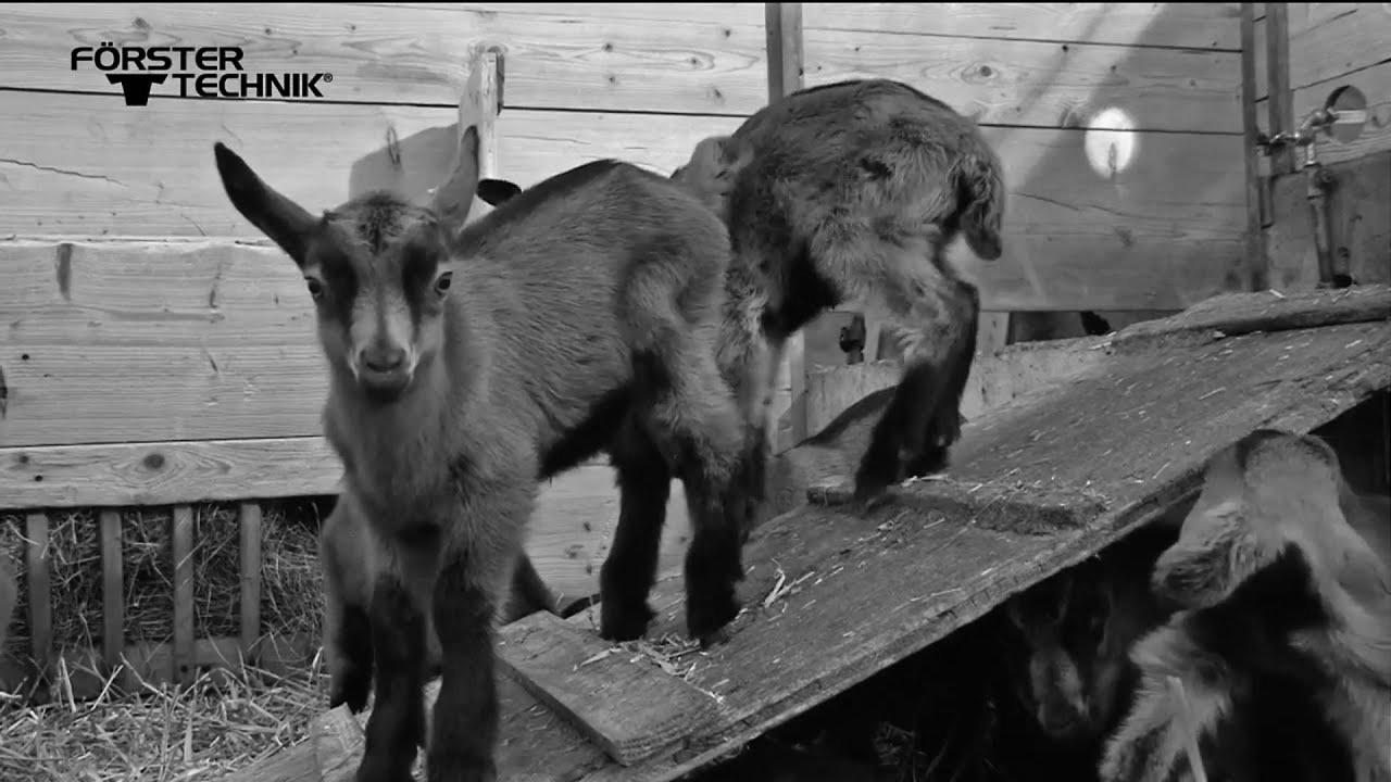 Förster-Technik {Automatic|Automated|Computerized} lamb feeder ECO (English)