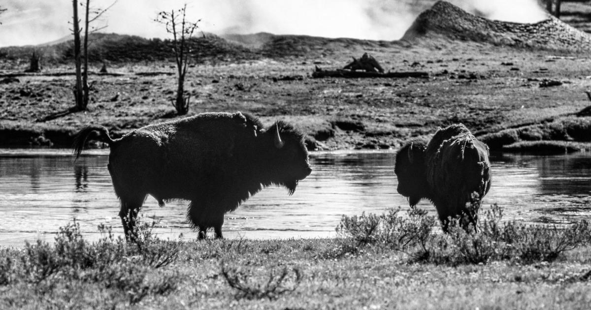 Bison gores Yellowstone visitor, tosses her 10 ft, park officials say