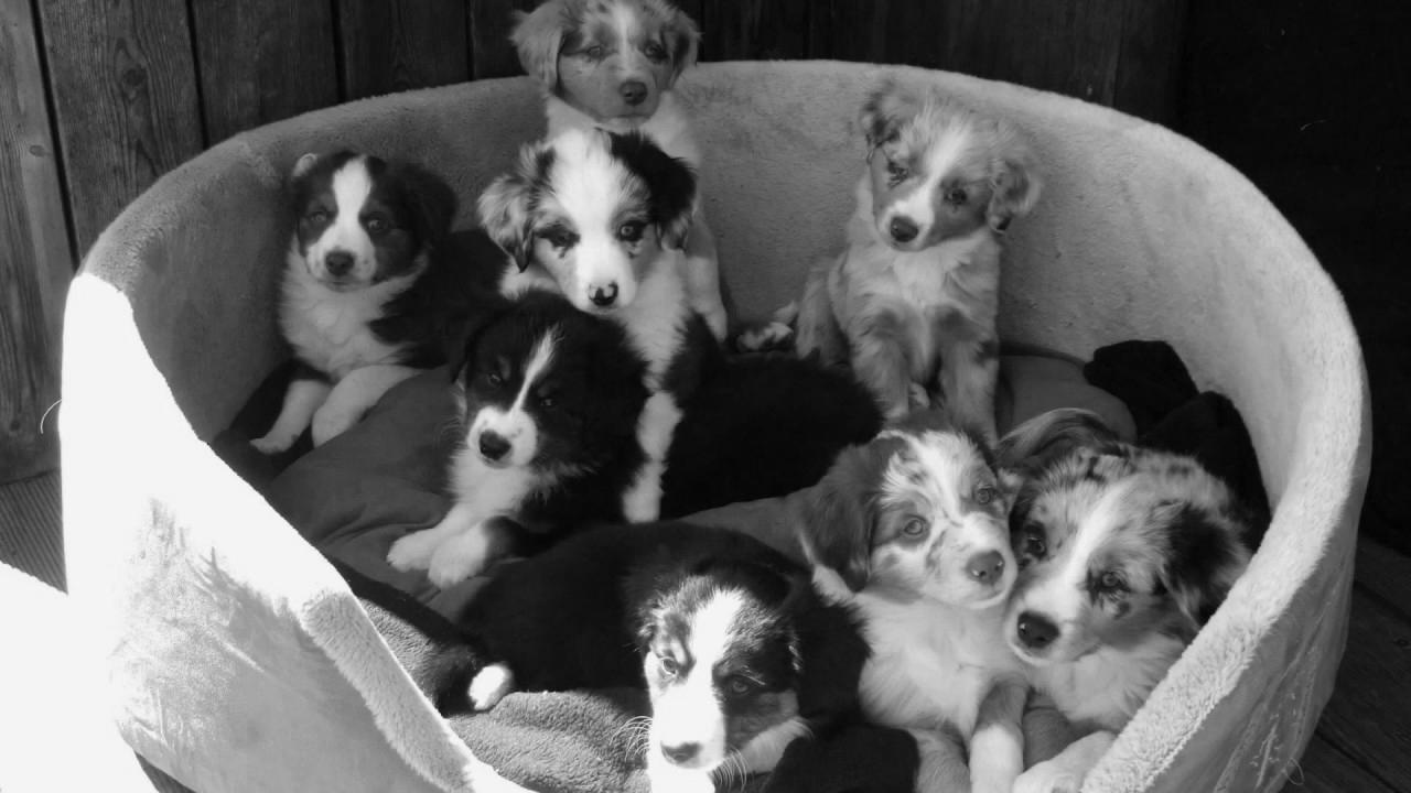 Snowleaf Miniature Australian Shepherds Lala and Web optimization making babies